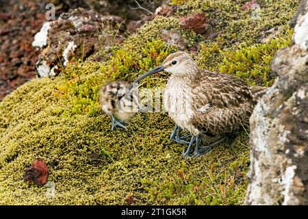 Islande whimbrel (Numenius phaeopus islandicus, Numenius islandicus), gardant des poussins au chaud sur un rocher, Islande, Kerid Krater Banque D'Images