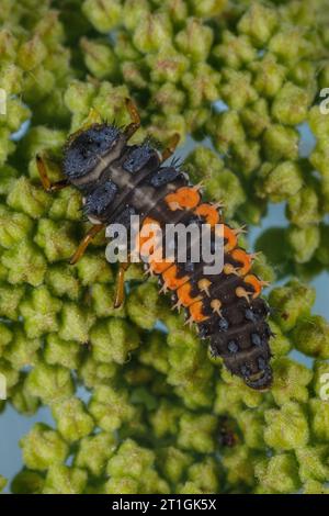 Coléoptère asiatique multicolore, arlequin, coléoptère asiatique asiatique, coléoptère d'Halloween (Harmonia axyridis), larve, Allemagne, Bavière Banque D'Images