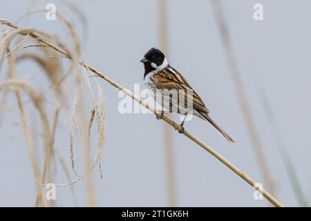 Banderole de roseau (Emberiza schoeniclus), perching mâle sur roseau, vue de côté, Allemagne, Bavière Banque D'Images