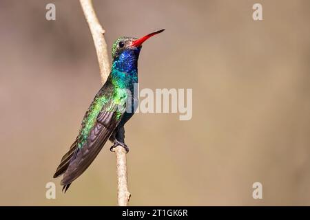 Colibri à bec large (Cynanthus latirostris magicus, Cynanthus magicus), mâle perché dans une brindille, Mexique Banque D'Images