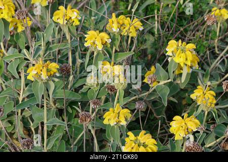 Sauge de jérusalem (Phlomis fruticosa), floraison, Croatie Banque D'Images