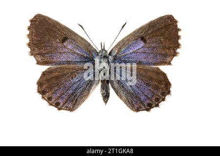 baton bleu (Baton Philotes, Baton Pseudophilotes, Baton Lycaena), femelle, dessous, découpez Banque D'Images