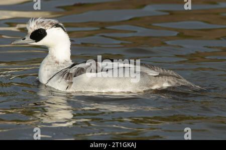 smew (Mergellus albellus, Mergus albellus), nageant jeune drake, vue latérale, pays-Bas Banque D'Images