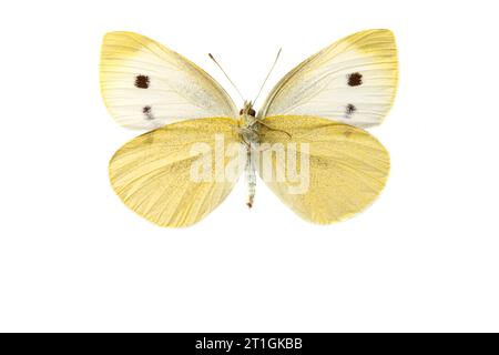 Petit blanc, papillon chou, chou importé (Pieris rapae, Artogeia rapae), femelle, dessous, découpé Banque D'Images