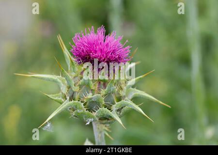 Chardon Marie béni, chardon Marie, chardon Marie (Silybum marianum, Carduus marianus), floraison, Croatie Banque D'Images