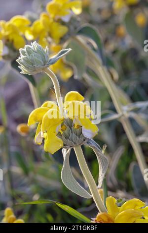 Sauge de jérusalem (Phlomis fruticosa), floraison, Croatie Banque D'Images