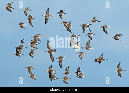 Ruff (Alidris pugnax, Philomachus pugnax, Calidris pugnax), troupeau volant, pays-Bas Banque D'Images