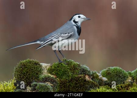 Wagtail, wagtail blanc (Motacilla alba), assis sur une pierre couverte de mousse, Italie, Toscane Banque D'Images