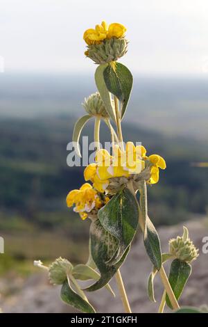 Sauge de jérusalem (Phlomis fruticosa), floraison, Croatie Banque D'Images