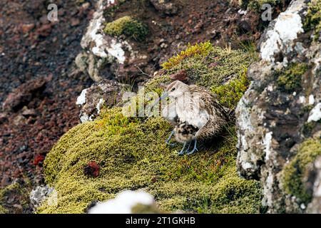 Islande whimbrel (Numenius phaeopus islandicus, Numenius islandicus), garder au chaud un poussin sur un rocher, Islande, Kerid Krater Banque D'Images