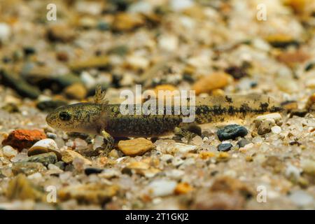 Salamandre de feu européenne (Salamandra salamandra), arva avec branchies extérieures sur le fond de gravier, vue de côté, Allemagne, Bavière Banque D'Images