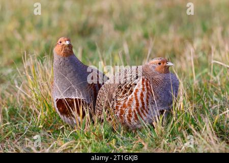 Perdrix grise (Perdix perdix), paire dans une prairie, pays-Bas Banque D'Images