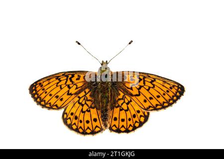 Marmite (Boloria eunomia, Clossiana eunomia, Proclossiana eunomia), dessus, découpé, Allemagne, Rhénanie du Nord-Westphalie Banque D'Images