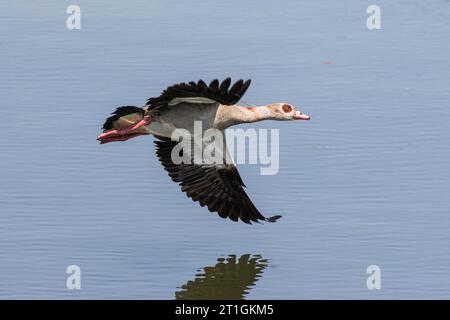 Oie égyptienne (Alopochen aegyptiacus), en vol au-dessus de la surface de l'eau, vue latérale, Allemagne, Bavière, lac Chiemsee Banque D'Images