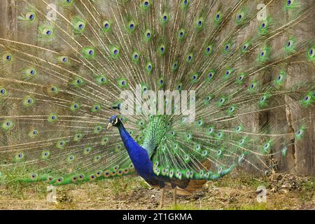 Paons commun, Indienne, paons paons bleus (Pavo cristatus), la diffusion de tail feathers peacock Banque D'Images