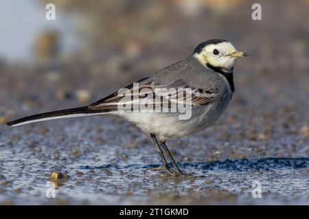 Wagtail, wagtail blanc (Motacilla alba), assis sur un sol mouillé, Italie, Toscane Banque D'Images