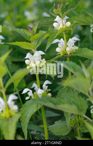 Dead-blanc, blanc d'ortie deadnettle (Lamium album), la floraison, Allemagne Banque D'Images