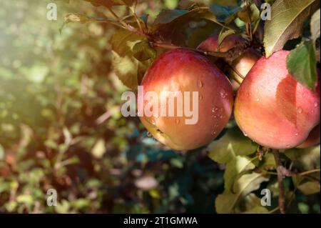 Pommes délicieuses rouges sur une branche avec des gouttes d'eau. Pommes brillantes suspendues à une branche d'arbre dans un verger de pommiers Banque D'Images