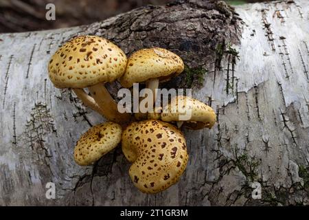 Une grappe de champignons Pholiota dorés sur une bûche de bouleau Banque D'Images