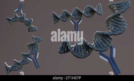 Les anticorps anti-ADN double brin (anti-dsDNA) sont un groupe d'anticorps anti-nucléaires (ANA) dont l'antigène cible est l'ADN double brin 3d RE Banque D'Images