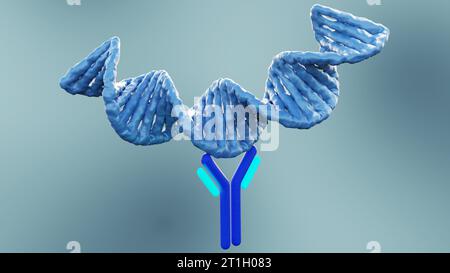 Les anticorps anti-ADN double brin (anti-dsDNA) sont un groupe d'anticorps anti-nucléaires (ANA) dont l'antigène cible est l'ADN double brin 3d RE Banque D'Images