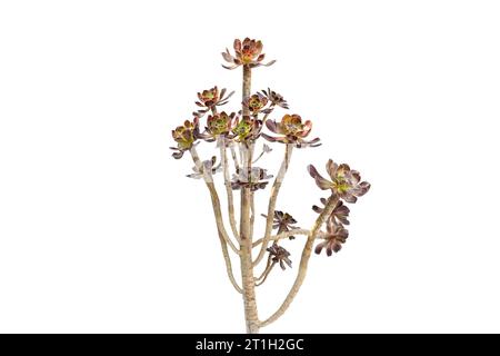 Aeonium arboreum arbre succulente rose irlandaise isolée sur fond blanc Banque D'Images