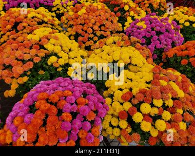 Le mélange de chrysanthème rouge, violet, jaune et orange fleur en pleine floraison Banque D'Images