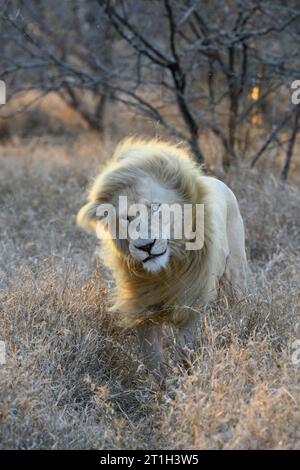 Lion blanc (Panthera leo) secouant, mâle, région de la biosphère de Kruger à Canyons, province du Limpopo, Afrique du Sud Banque D'Images