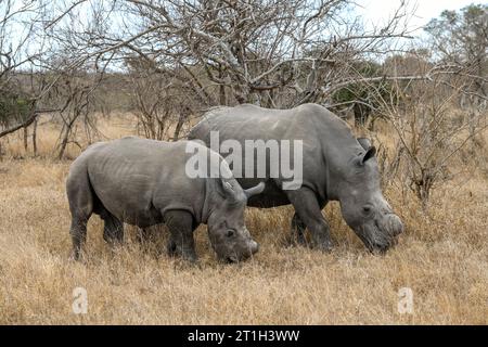 Rhinocéros blancs (Ceratotherium simum), mère et jeune, Réserve de gibier privée de Ngala, région de Timbavati, province du Limpopo, Afrique du Sud Banque D'Images