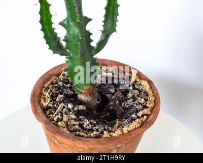 Moisissure jaune dans le pot de fleur dans le sol de plante d'intérieur, gros plan. Banque D'Images