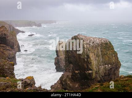 Elegug s'accumule sur la côte du Pembrokeshire pendant la tempête Agnes au sud-ouest du pays de Galles Banque D'Images