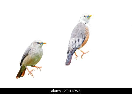 MALABAR Starling, également connu sous le nom de Blyth's Starling (Sturnia blythii) est un étoilé aux couleurs vives avec un aspect lisse « soyeux ». Le mâle a un sha Banque D'Images