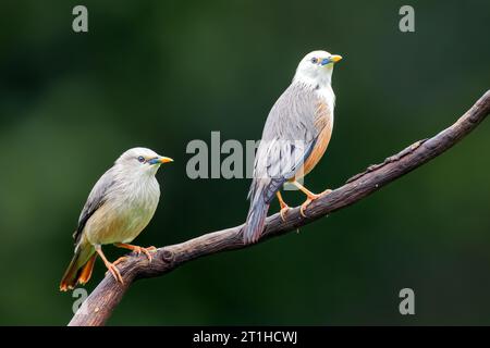 MALABAR Starling, également connu sous le nom de Blyth's Starling (Sturnia blythii) est un étoilé aux couleurs vives avec un aspect lisse « soyeux ». Banque D'Images