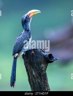 Malabar Grey Hornbill (Ocyceros griseus) est un petit Hornbill gris avec un bec pâle sans coque, une sous-queue noire avec des pointes blanches et un sourcil pâle. Banque D'Images