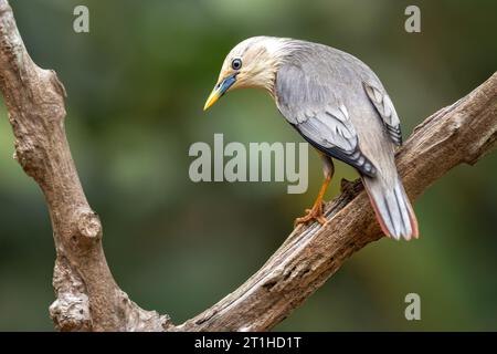 MALABAR Starling, également connu sous le nom de Blyth's Starling (Sturnia blythii) est un étoilé aux couleurs vives avec un aspect lisse « soyeux ». Banque D'Images