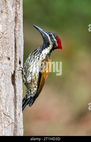 Black-Rumped Flameback OU Lesser Goldenbacked Woodpecker est un pic commun, «à petit bec» à dos doré avec quatre orteils. Endémique de l'Inde. Banque D'Images