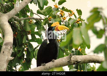 Une femelle de cornbec noué (Rhyticeros cassidix) est photographiée alors qu'elle se perche sur une branche d'un ficus dans une zone de forêt tropicale près du mont Tangkoko et Duasudara à Bitung, Sulawesi du Nord, en Indonésie. L'espèce est actuellement considérée comme vulnérable à l'extinction en raison de l'exploitation forestière et de la chasse, selon Amanda Hackett de la Wildlife conservation Society dans une publication de 2022. « Avec la diminution des arbres, il n'y a pas d'endroits sûrs pour les paires de cornbills pour construire leurs nids dans de grands arbres matures », a-t-elle ajouté. en raison de sa dépendance à la forêt et à certains types d'arbres, les cornbills en général le sont Banque D'Images