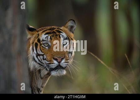 Un tigre mâle jette un œil derrière un arbre sal au parc national de Bandhavgarh, Madhya Pradesh, Inde Banque D'Images