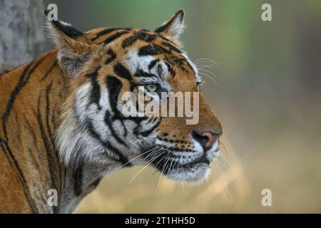 Profil facial côté droit d'un tigre mâle avec fond propre du parc national de Bandhavgarh Banque D'Images