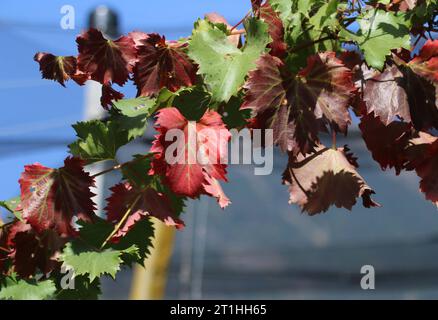 Italien, Südtirol 11. Oktober 2023 hier der Blick auf Laub, Weinlaub, färbung, rot, Grün, Herbst, herbstlich *** Italie, Tyrol du Sud 11 octobre 2023 Voici la vue du feuillage, feuilles de vigne, coloration, rouge, vert, automne, automne crédit : Imago/Alamy Live News Banque D'Images