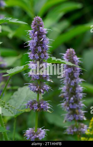 Gros plan vertical coloré sur une menthe coréenne florissante violette, Agastache rugosa Banque D'Images