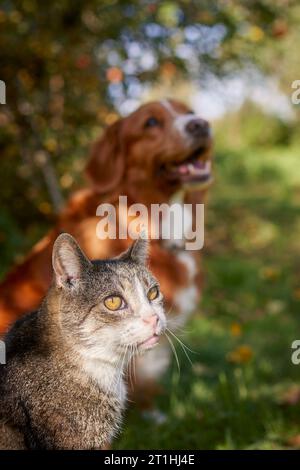Chat et chien assis ensemble dans l'herbe sous l'arbre pendant la journée d'automne. Freindship entre chat domestique tabby et Nova Scotia Duck Tolling Retriever. Banque D'Images