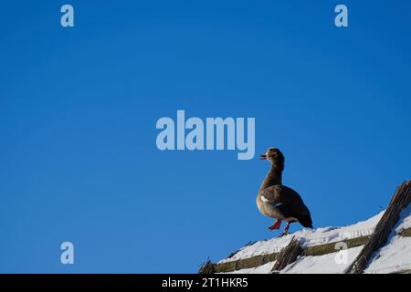 L'oie égyptienne (Nilgans, Alopochen aegyptiaca) se dresse sur un toit de chaume avec de la neige et semble danser. Espace de copie. Vue latérale. Hiver en Allemagne. Banque D'Images