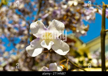 Branche de printemps violet blanc et fleur de lilas, un jour ensoleillé, le printemps est venu Banque D'Images