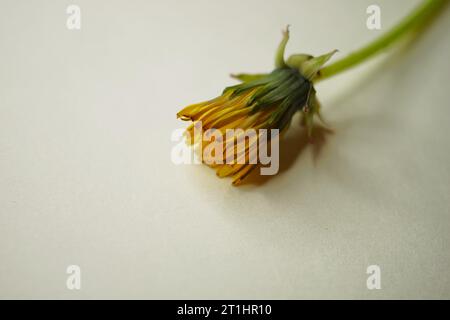 Fleur de pissenlit jaune fermée sur une table blanche. Banque D'Images