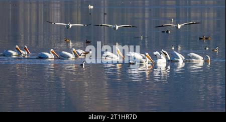 Une gousse de pélicans blancs américains (Pelecanus erythrorhynchos) forme une formation de pêche alors que trois amis les rejoignent d'en haut. Banque D'Images