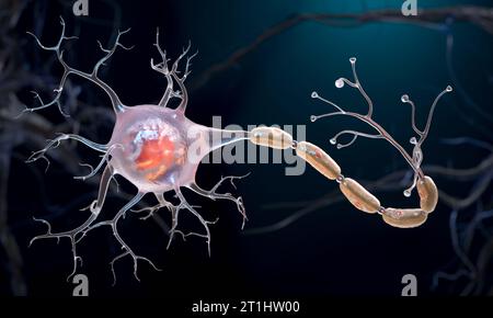 Neurones également appelés neurones ou cellules nerveuses. Les neurones transmettent des informations entre différentes parties du cerveau et entre le cerveau et le reste du Banque D'Images