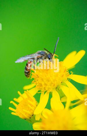 Gros plan d'un lasioglossum calceatum, espèce paléarctique d'abeille sudorifère, pollinisant sur une fleur jaune. Banque D'Images