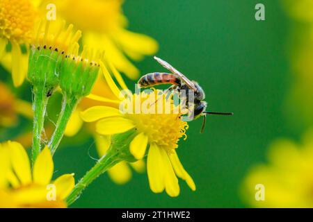 Gros plan d'un lasioglossum calceatum, espèce paléarctique d'abeille sudorifère, pollinisant sur une fleur jaune. Banque D'Images