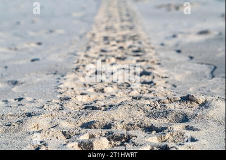 marques de pneus de voiture sur le sable sur une journée ensoleillée d'automne gros plan Banque D'Images